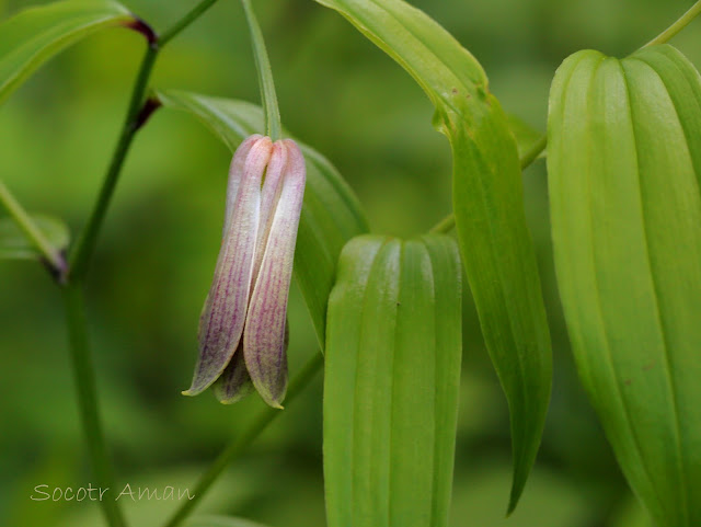 Disporum sessile