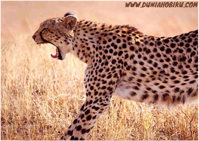 otot cheetah