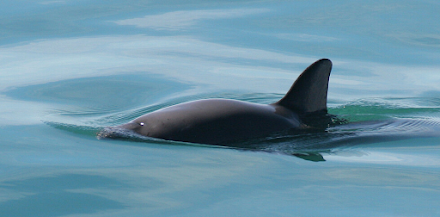 Τα δελφίνια βακίτα "σχεδόν εξαφανίστηκαν" - Απομένουν μόλις 10 στον κόσμο