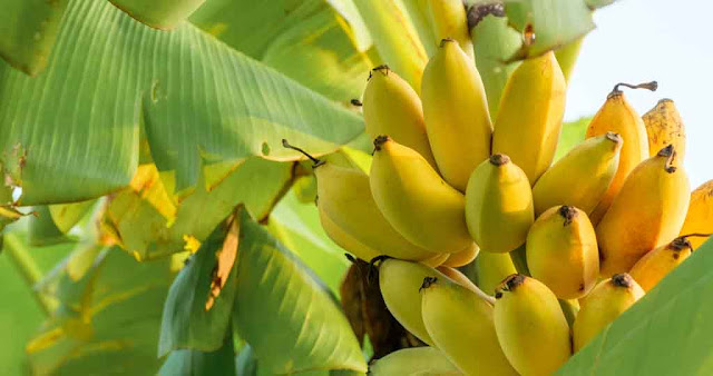 Benefits and Rules of Eating Banana During Pregnancy