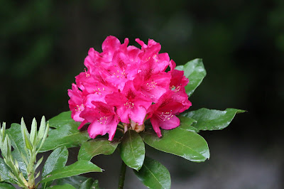 Rhododendron Nova Zembla care