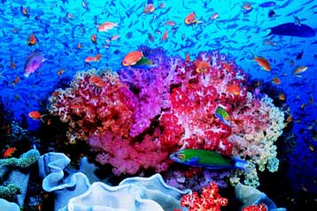 Επιστήμονες αναπαρήγαγαν απειλούμενο είδος κοραλλιού για την αποκατάσταση των υφάλων