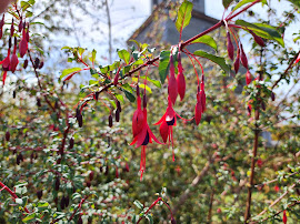 Fuschia magellanica in southern Chile