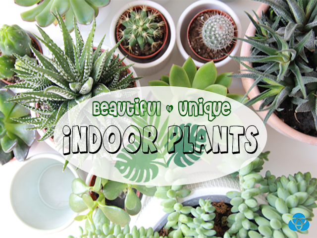 indoor plants, houseplants, home decor, decorations, home, worksplace, office, indoor architecture, plants, plants.com, nature