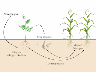 Frontiers  Control of the Rhizobia Nitrogen-Fixing Symbiosis by