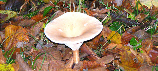 Trooping Funnel Clitocybe geotropa, Indre et Loire, France. Photo by Loire Valley Time Travel.