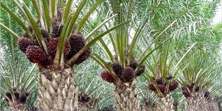 Morfologi kelapa sawit