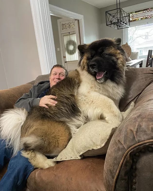 10 Big Dogs Who Still Think They're Little Puppies