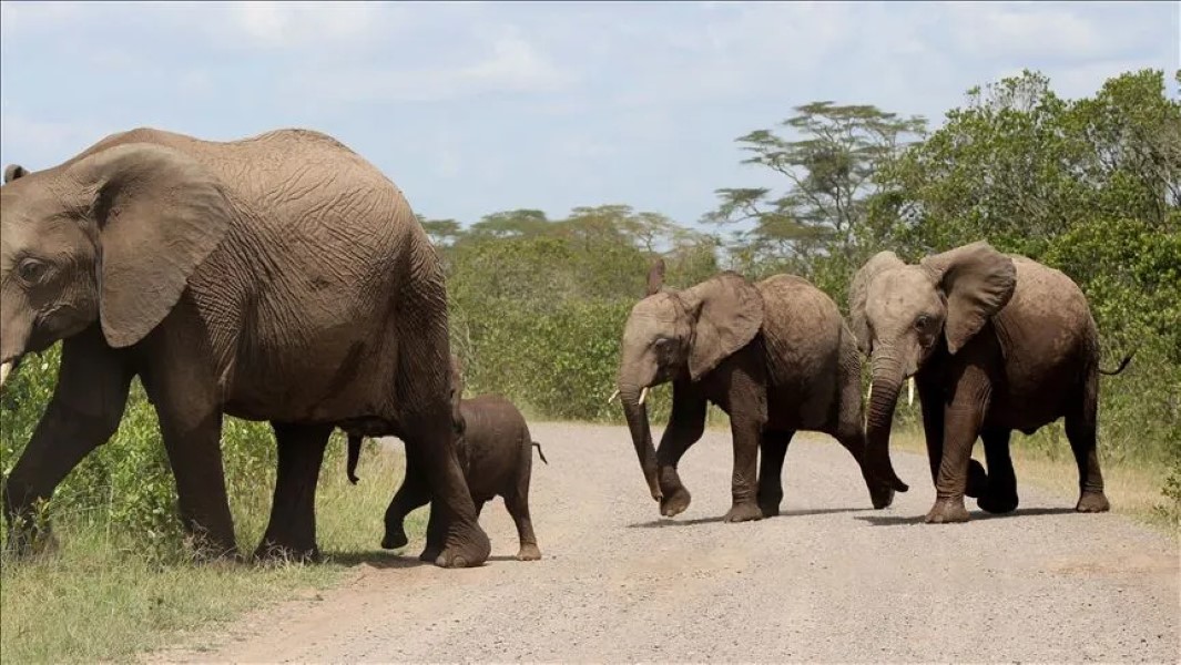 elefantes-pueden-desaparecer-etiopia
