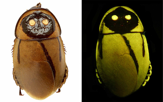 this is the only cockroach species that can glow in the dark