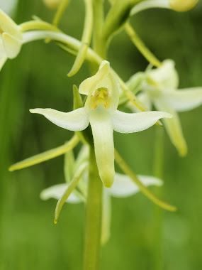 Hochstetter’s Butterfly Orchid