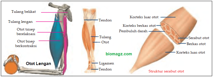 Contoh gambar bagian-bagian otot