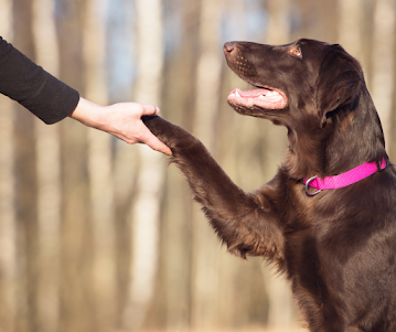 Side profile of a chocolate Flat Coated Retriever dog giving a paw to a persons hand