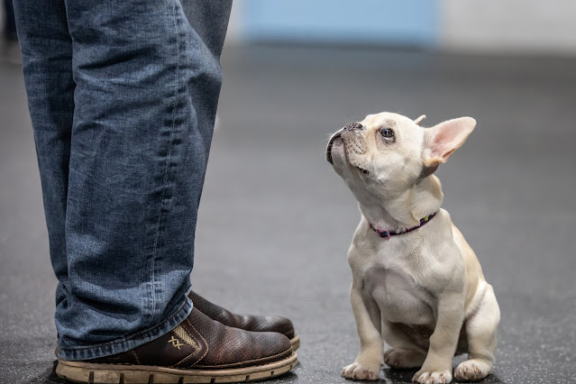 Cómo educar a un cachorro