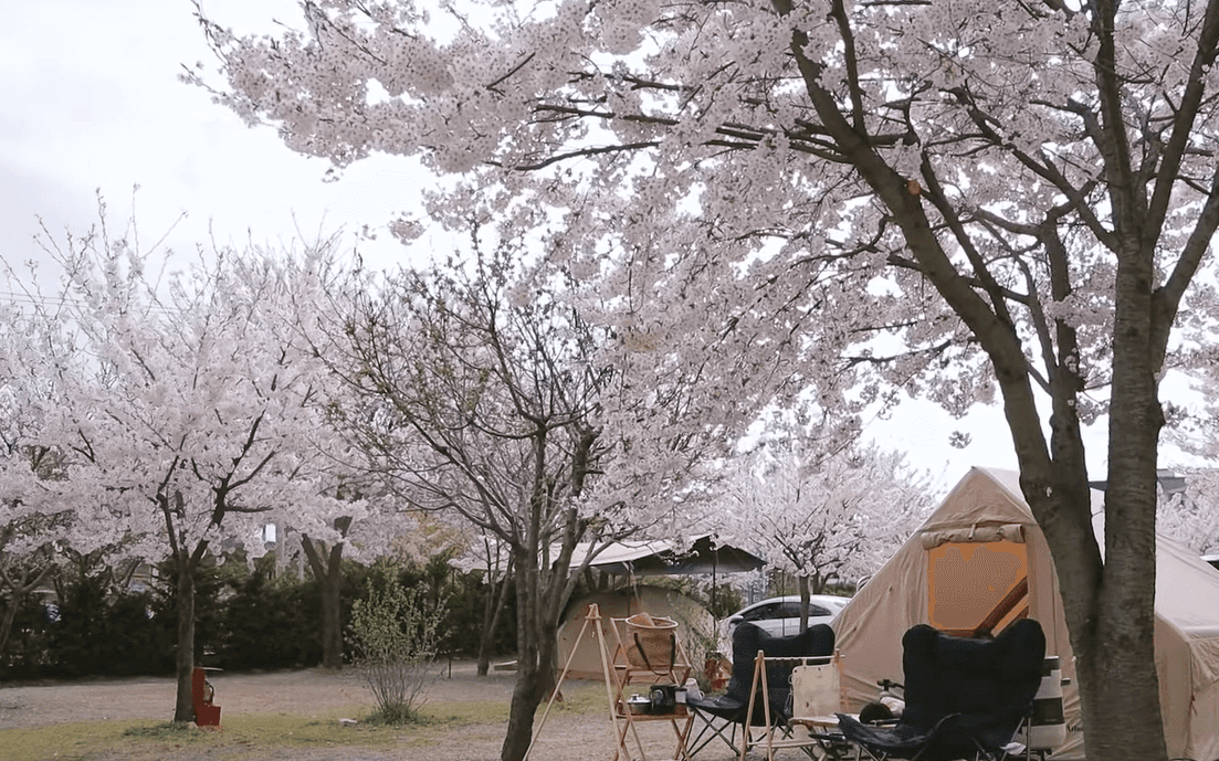 강화 문라이트 캠핑장 벚꽃캠핑