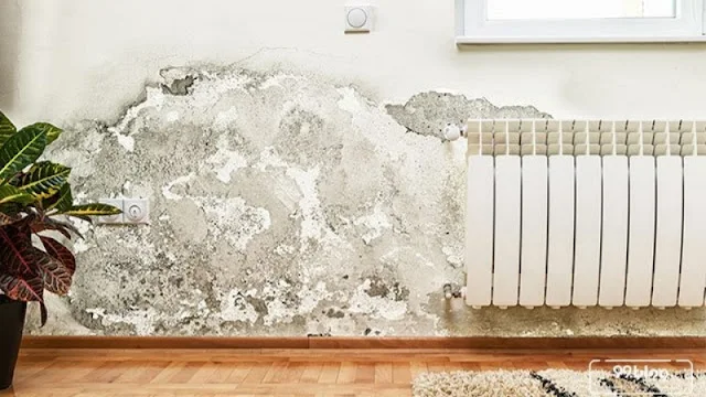 jamur yang menempel di dinding