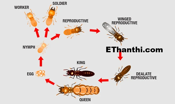 வீட்டில் கரையான் வருவதை‌ எப்படி தடுப்பது?