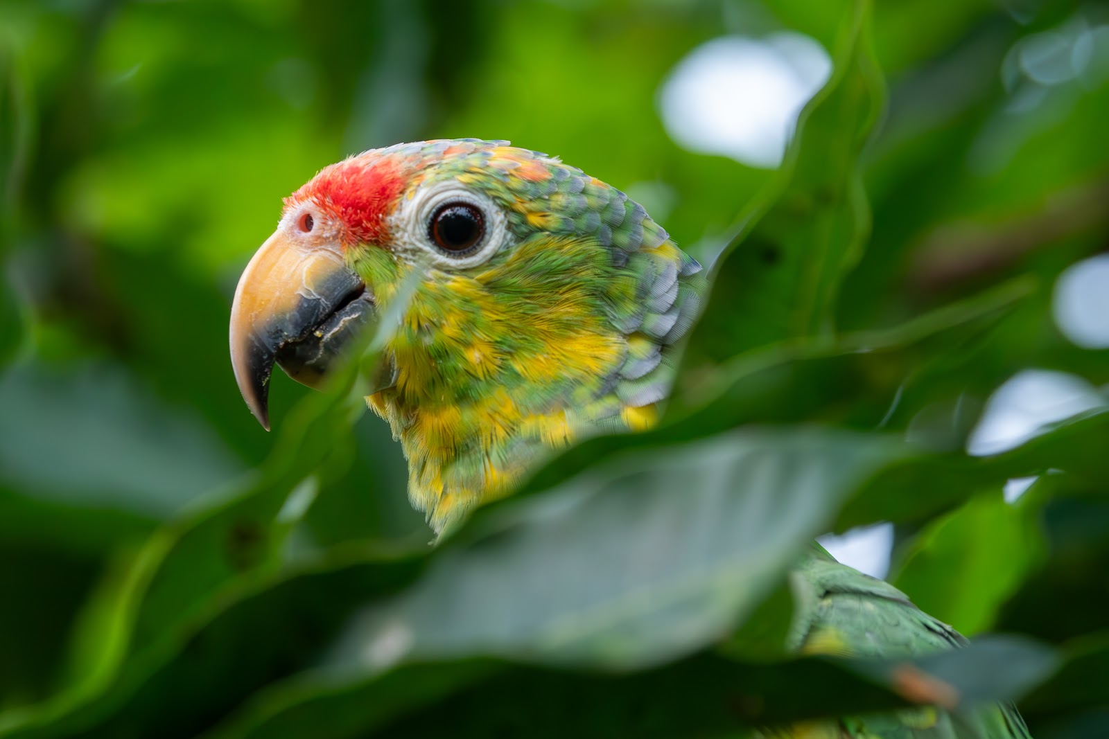 Día 6: Darién. Águila harpía II - Panamá: Tras las águilas del Darién (1)