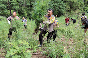 Kapolres Aceh Besar Dan Personil Dampingi BNN RI Berantas Dan Musnahkan Ladang Ganja Di Kecamatan Seulimeum Dan Kecamatan Indrapuri