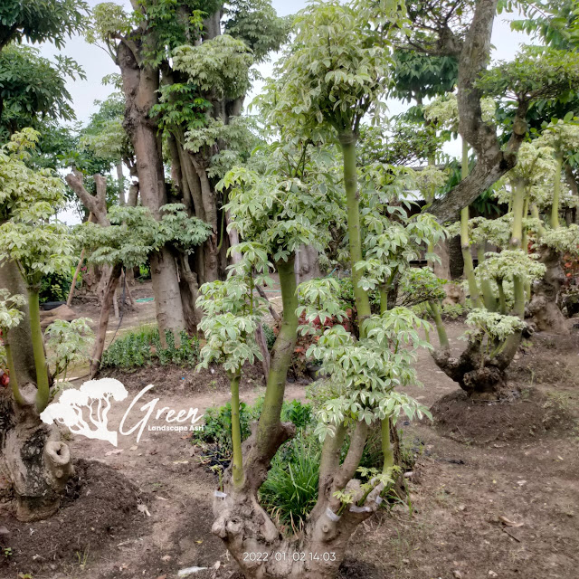 Jual Bonsai Randu Varigata Putih di Pasuruan | Harga Bonsai Randu Varigata Murah Langsung Dari Petani