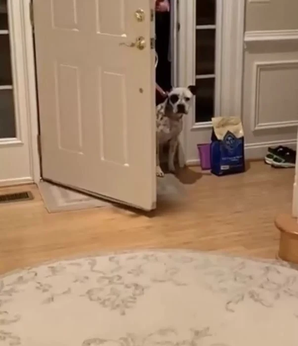 A Pit Bull, once fearful, bravely enters its new home