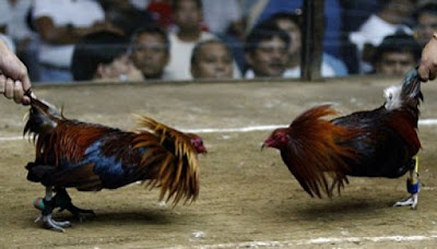 Daftar Agen Judi Sv388 Sabung Ayam Online 24 Jam