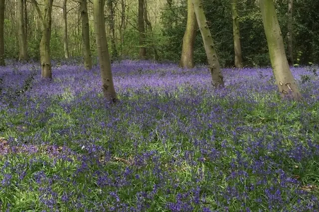 a haze of bluebells in woodland