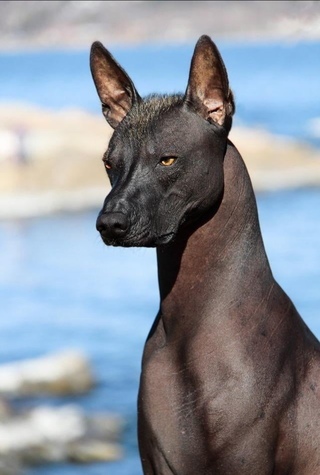 Black Xoloitzcuintli is among the most expensive dogs that you can buy.