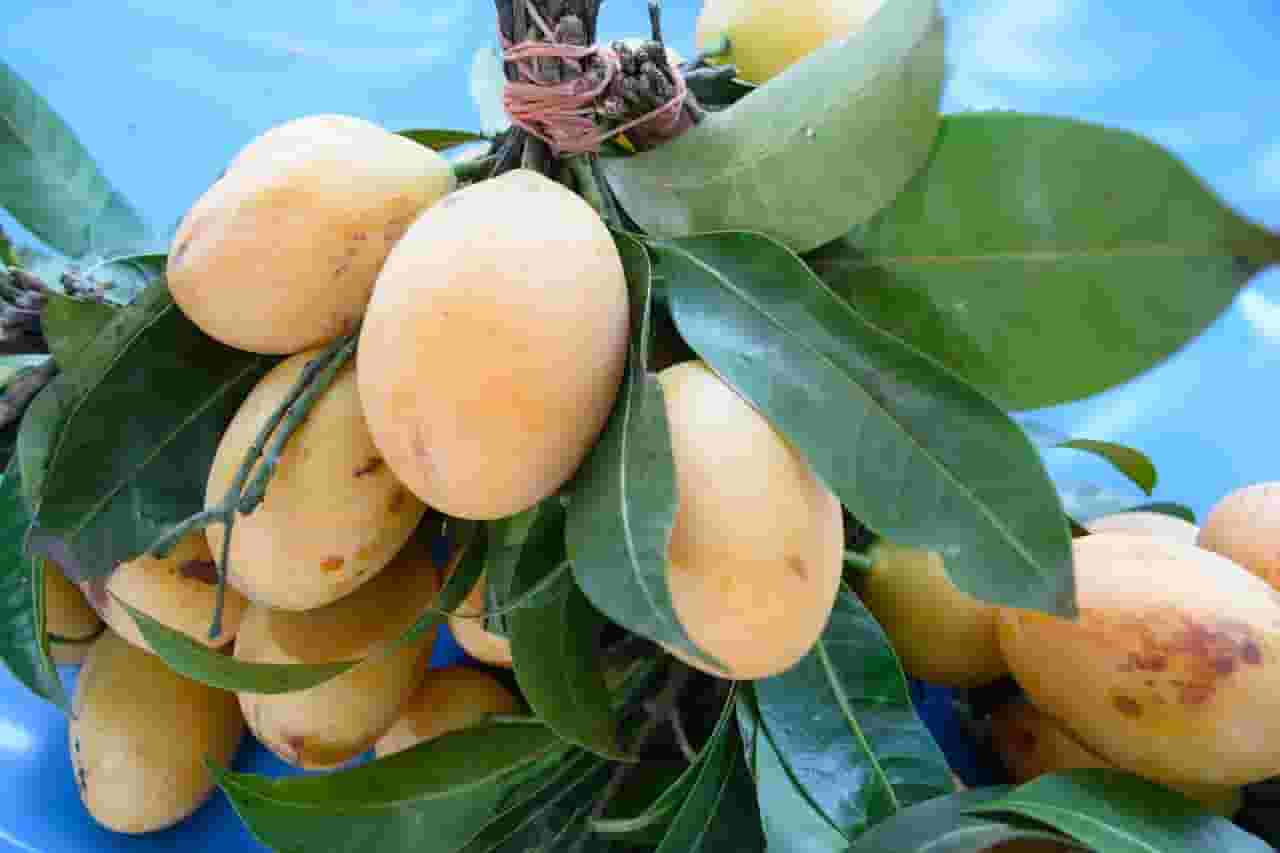 mango in hindi, mango ka hindi, mango benefits in hindi, history of mango in hindi, about mango tree in hindi, mango tree history in hindi