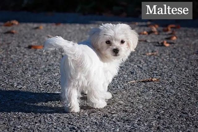 Top 10 Small Breed Dogs in the World