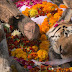 कॉलरवाली बाघिन के नाम से मशहूर "सुपर टाइग्रेस मॉम" अब इस दुनिया में नहीं रही