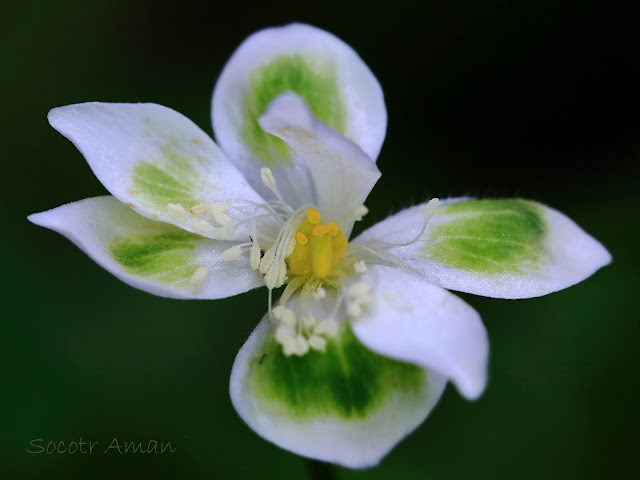 Anemone flaccida