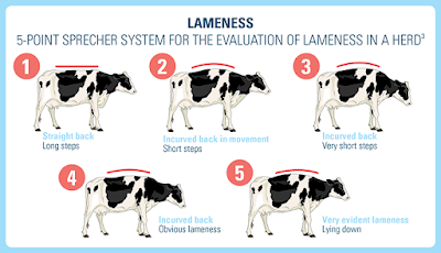 How to identify and treat Cow lameness