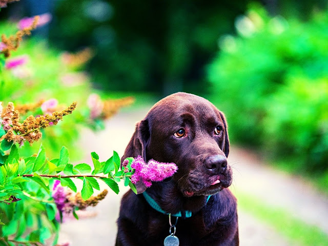 50 Labrador dog images with various poses