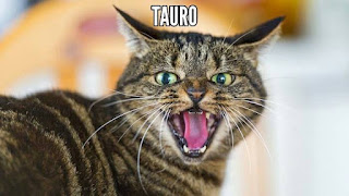 horoscopo gatuno tauro