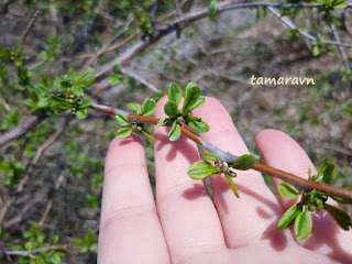 Принсепия китайская / Плоскосемянник китайский (Prinsepia sinensis, =Plagiospermum sinense)