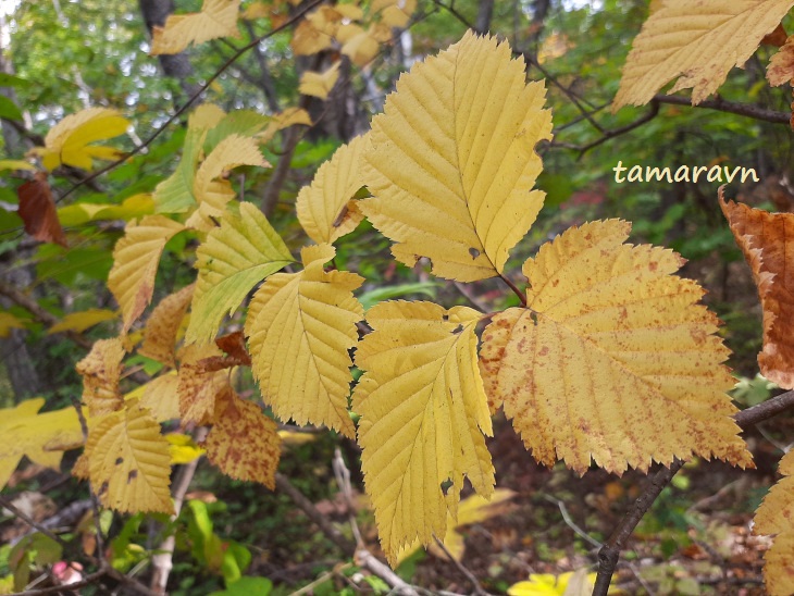 Мелкоплодник ольхолистный (Micromeles alnifolia)