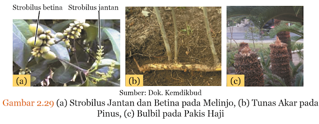 Gambar (a) Strobilus Jantan dan Betina pada Melinjo, (b) Tunas Akar pada Pinus, (c) Bulbil pada Pakis Haji