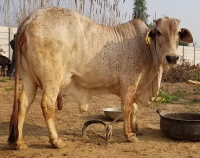 Clinical Metritis and Endometritis in Diary Cattle