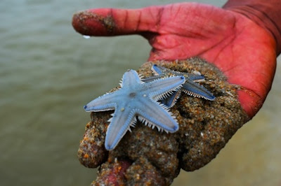 Blue starfish as a starfish is among the slowest animals on earth.