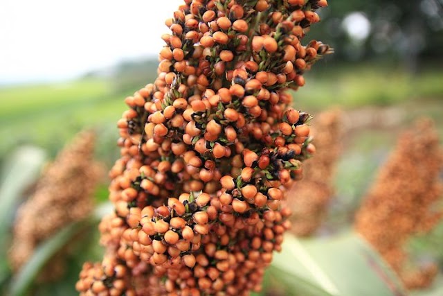 10 Reasons why Guinea Corn (sorghum) Is Very Essential To Your Health