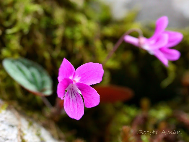 Viola variegate
