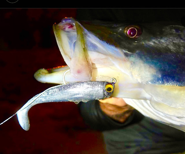 Common Fishing Bait in South Florida - Stuart Angler