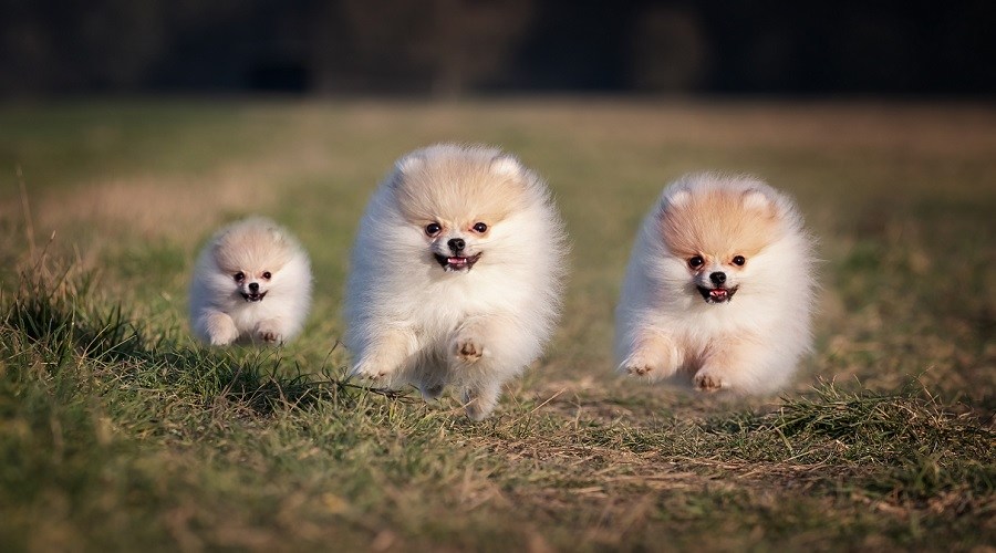 Pomeranian dog price in india