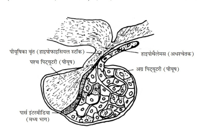 1. पीयूष एक मास्टर ग्रंथि (Pituitary gland)