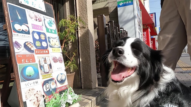 保護犬 ボーダーコリー トーマ