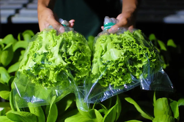 manfaat selada hijau untuk kesehatan dan diet