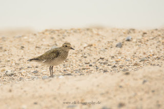 Wildlifefotografie Helgoland Düne Goldregenpfeifer