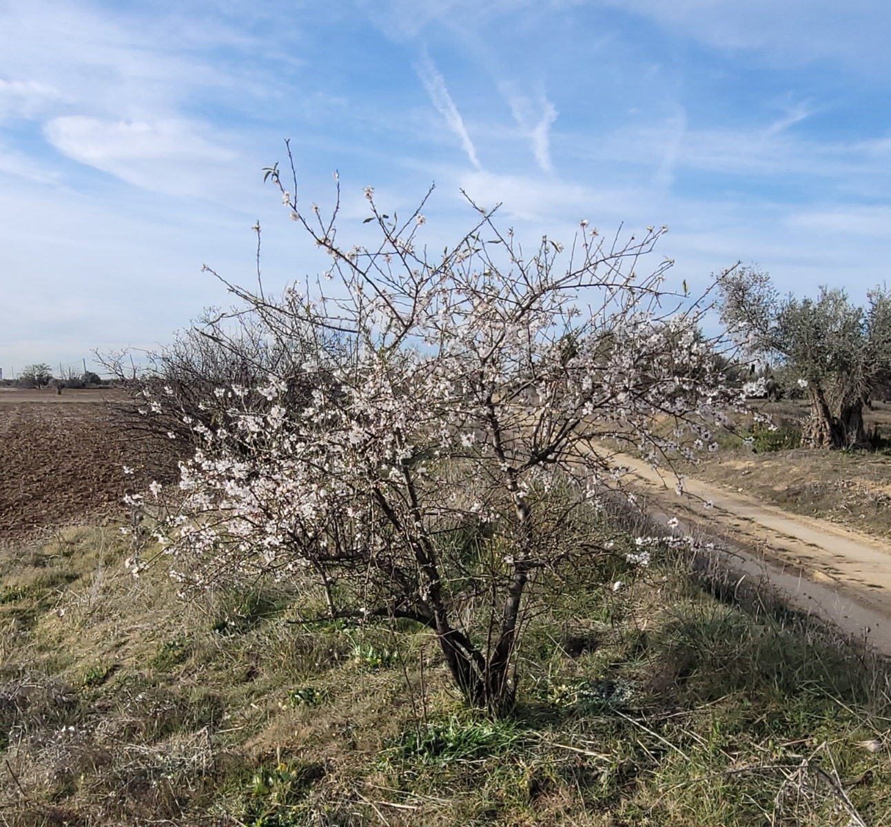 El placer de las pequeñas cosas. Almendro y membrillero. AVvXsEh0YJkl8Tifk9l7EPW9F9uXhveXMFjRLGY_GL8P_8qqhs-jm4D3Ql2rEL4nyVWtLo38qyma8gGU9z4yi0P98mJ_ZFYN9LsRfN_kdicG0lSAtwPHVYodK8mpiy-04ISBJhp8R6eyF8Iht7tKIzxtABd8TGaGTC5kLX2AylESY1l9xBG2wVFMPcE7qHRDiA=s1293