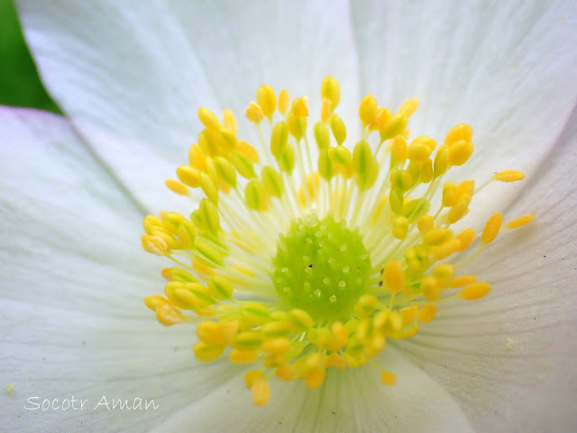 Anemone nikoensis